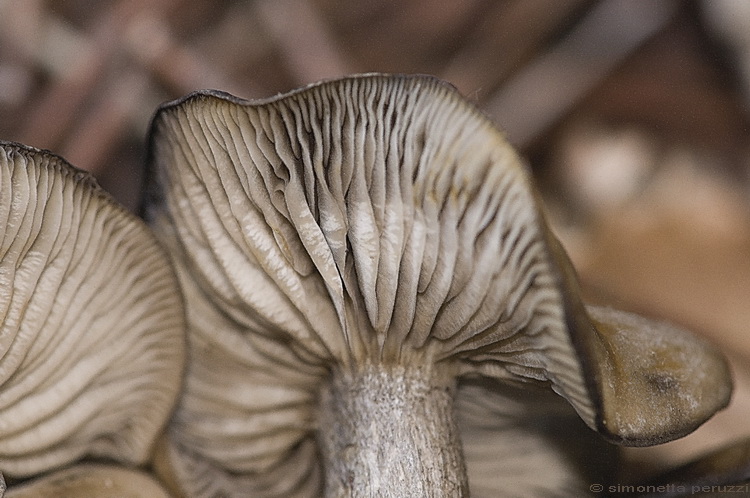 Lyophyllum sp.